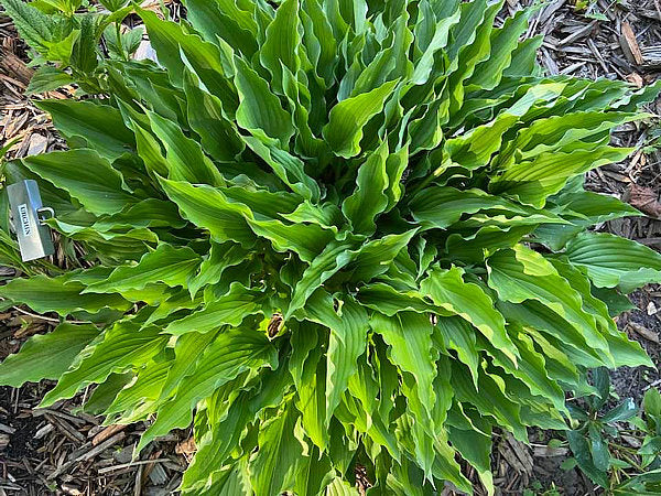 Hosta 'Urchin'