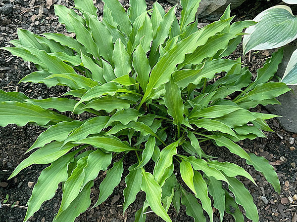 Hosta 'Urchin'