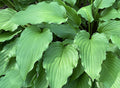 Hosta 'Urchin'