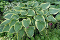 Hosta 'Victory'