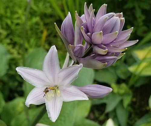 Hosta 'Vulcan'