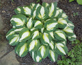 Hosta 'Vulcan'