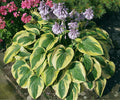 Hosta 'Wide Brim'