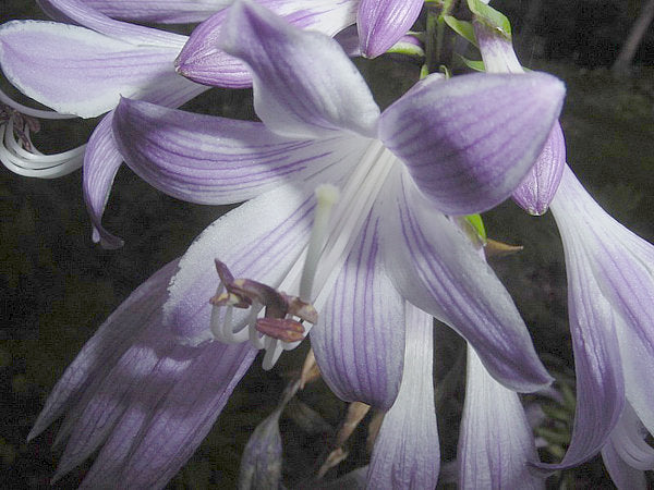 Hosta 'Wide Brim'