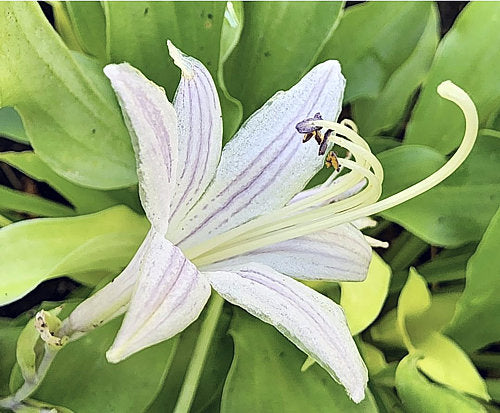 Hosta 'Wiggles and Squiggles'