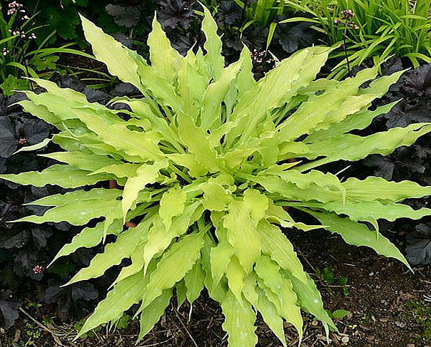 Hosta 'Wiggles and Squiggles'