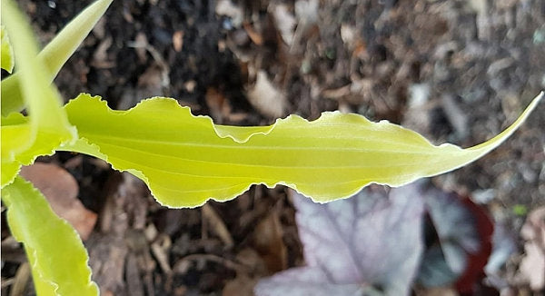 Hosta 'Wiggles and Squiggles'