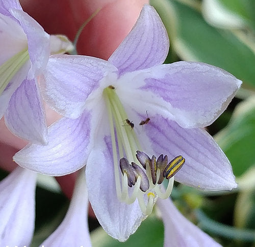 Hosta 'Wolverine'