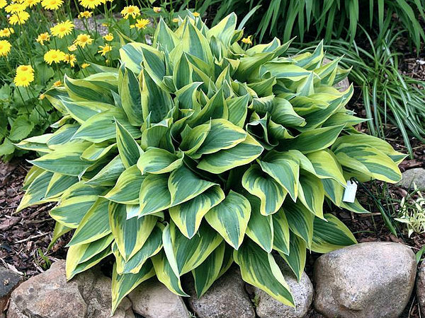 Hosta 'Wolverine'