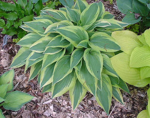 Hosta 'Wolverine'