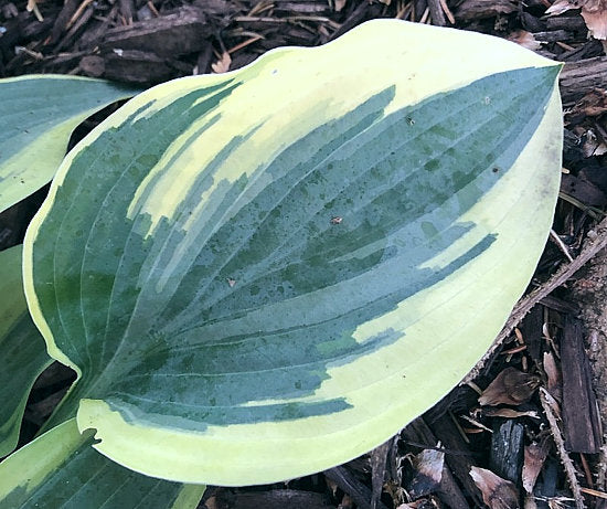 Hosta 'Wolverine'