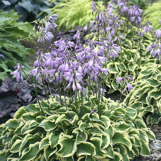 Hosta 'Wrinkle in Time'