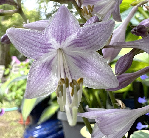 Hosta 'Wrinkle in Time'