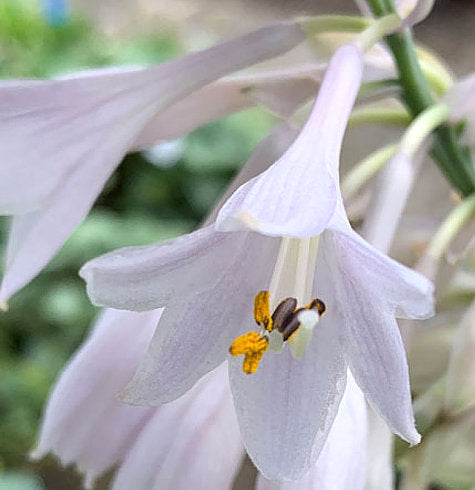 Hosta 'Wu La La'