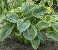 Hosta 'Wu La La'