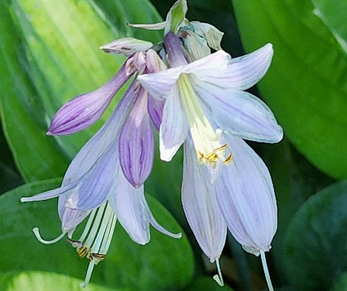 Hosta 'Yellow Polka Dot Bikini'