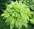 Hosta 'Yellow Polka Dot Bikini'