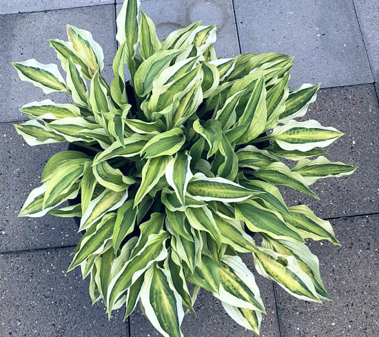 Hosta 'Yellow Polka Dot Bikini'