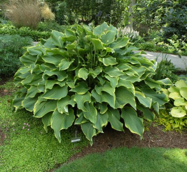 Hosta "Abba Daba Do'