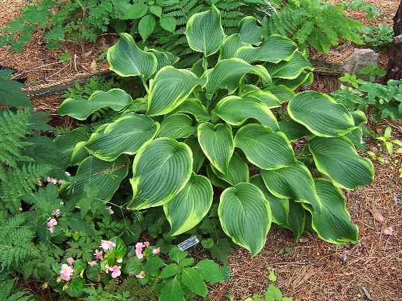 Hosta "Abba Daba Do'