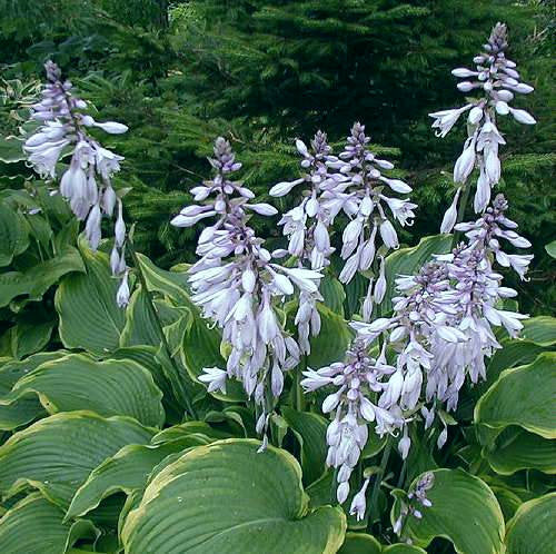 Hosta "Abba Daba Do'