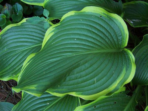 Hosta "Abba Daba Do'