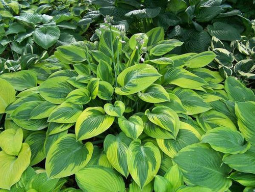 Hosta 'Alex Summers'