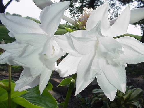 Hosta 'Aphrodite'