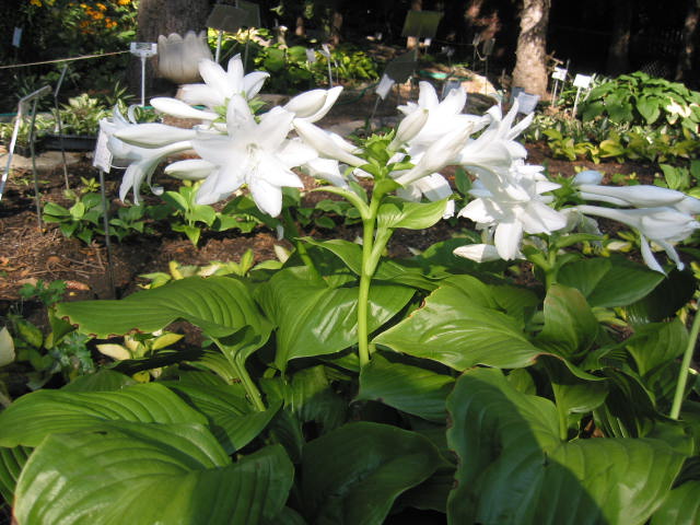 Hosta 'Aphrodite'