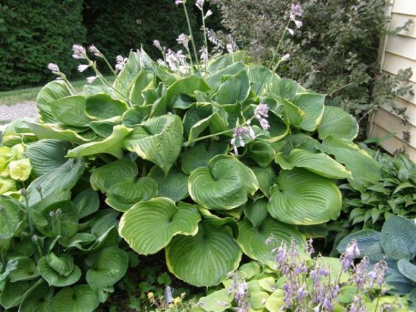 Hosta 'Beauty Substance'