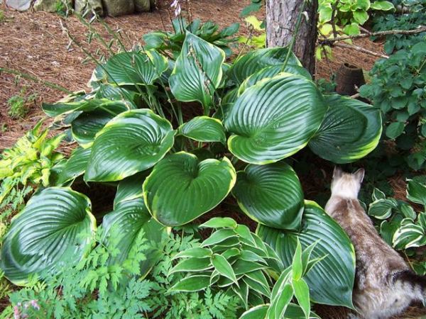 Hosta 'Beauty Substance'