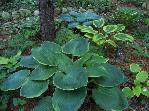 Hosta 'Beauty Substance'