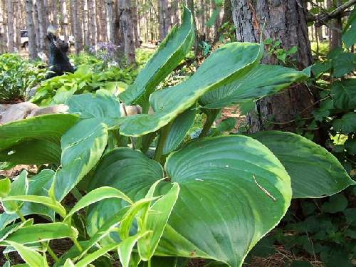 Hosta 'Beauty Substance'
