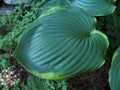 Hosta 'Beauty Substance'