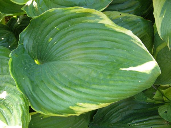 Hosta 'Beauty Substance'