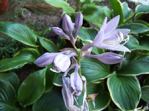 Hosta 'Beauty Substance'