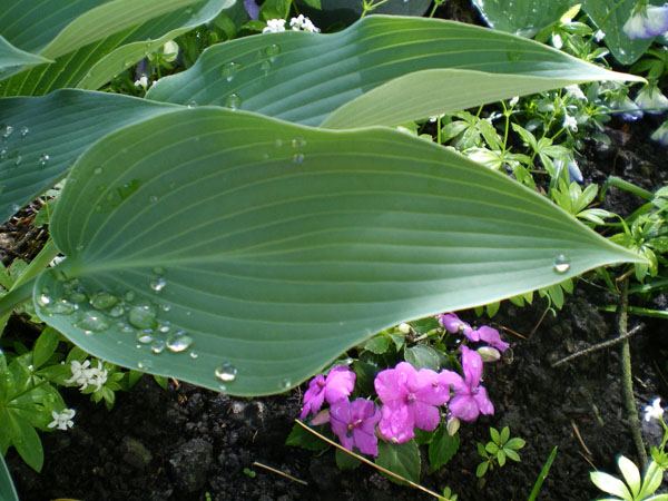 Hosta 'Blue Arrow'
