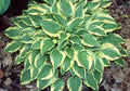 Hosta 'Bob Olson'