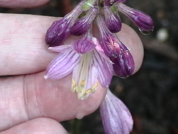 Hosta Cameo