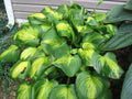 Hosta 'Cathedral Windows'