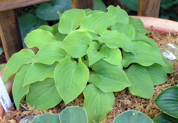 Hosta 'Cheatin Heart'