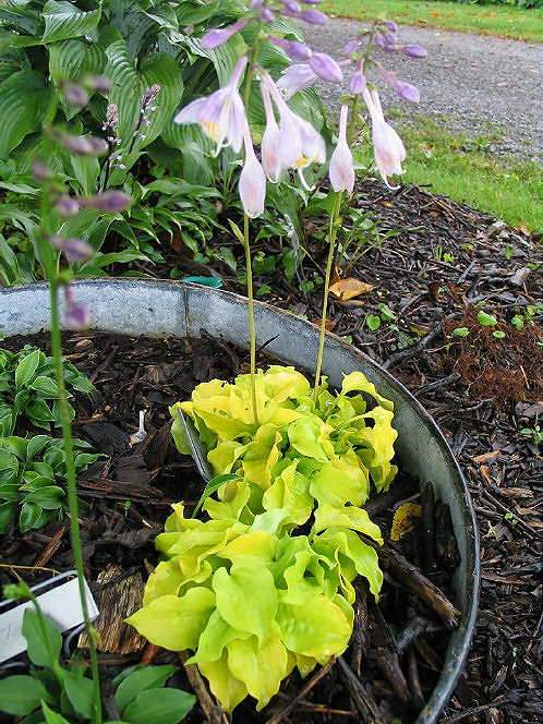Hosta 'Cheatin Heart'
