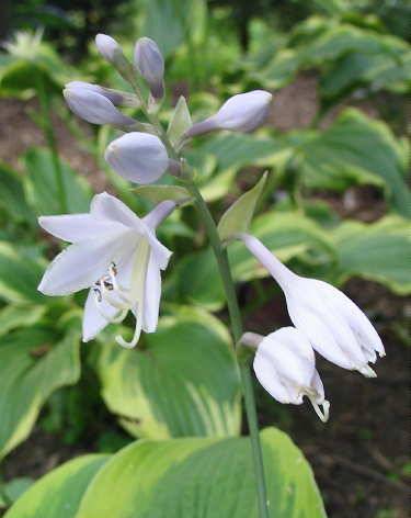 Hosta 'Climax'