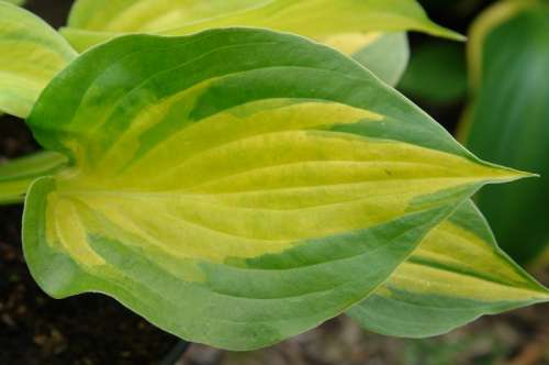 Hosta 'Dance with Me'