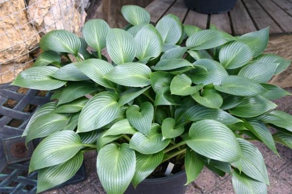 Hosta 'Devon Green'