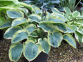 Hosta 'El Capitan'