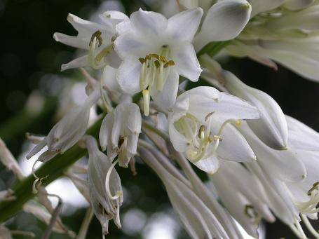 Hosta 'Elatior'