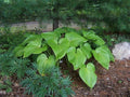 Hosta 'Elatior'