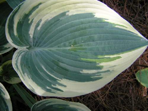 Hosta 'El Nino'
