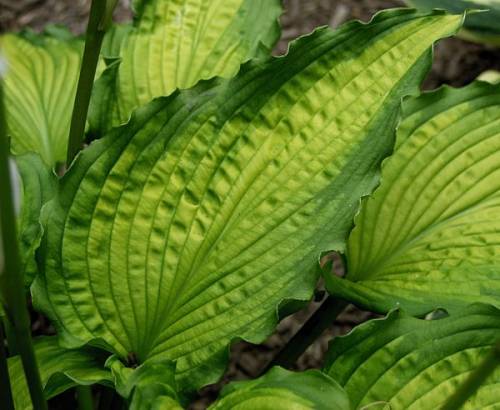 Hosta 'Emerald Ruff Cut'